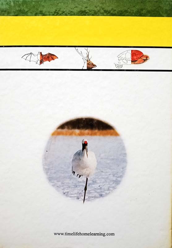 Animals In Action (back)