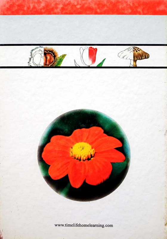 Flowers And Trees (back)